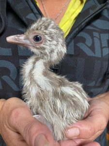 Snowy the white Emu as a chick at our Emu Farm