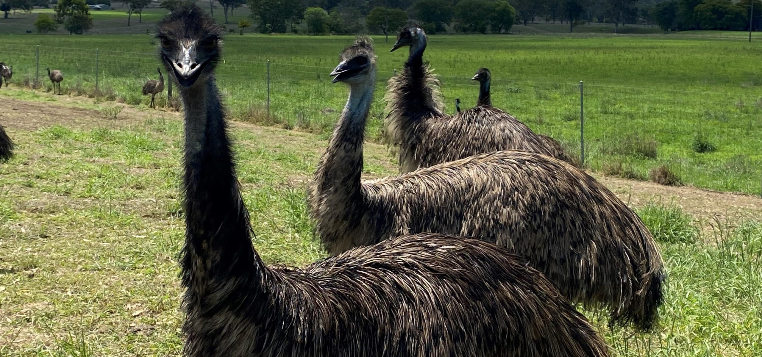 Picture of Emus